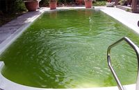 Na podzim jsme bazén vypustili, teď na jaře dopustili a je celý zelený. Co dál?