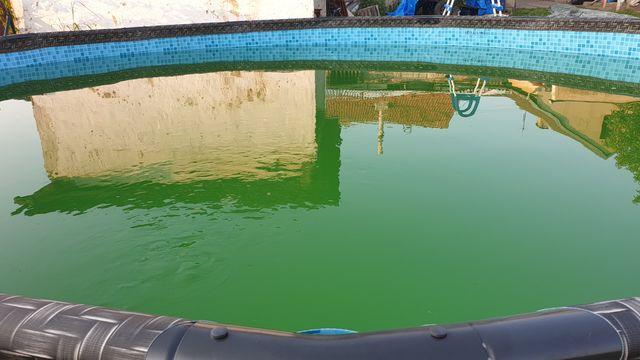 Zelená voda, řasy: bazén Zálesí